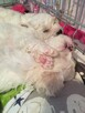 Szczeniaczki Bichon Frise rodowód ZKwP (FCI) - 4