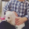 Szczeniaczki Bichon Frise rodowód ZKwP (FCI) - 2