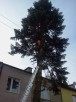 Wycinki drzew podcinanie gałęzi zrębkowanie lubelskie - 4