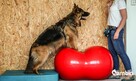 Rehabilitacja psów i psi fitness Krosno - 4