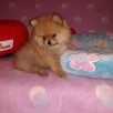 POMERANIAN-szpic miniaturowy - 3