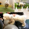 Rehabilitacja psów i psi fitness Krosno - 5