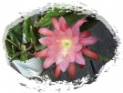 Epiphyllum - BEZ nazwy --R-A-R-Y-T-A-S--- Epifilum--Kaktus - 1