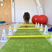 Rehabilitacja psów i psi fitness Krosno - 3
