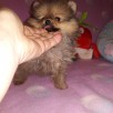 POMERANIAN-szpic miniaturowy - 5