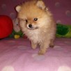 POMERANIAN-szpic miniaturowy - 2