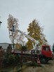 Wycinanie drzew. Usuwanie wiatrołomów. - 4