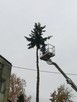 Wycinanie drzew. Usuwanie wiatrołomów. - 8