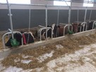 Ocieplenie Styrodur XPS Obora Chlewnia ,kurnik - 5