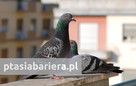 Montaż siatki na balkon przeciw gołębiom. Ptasia bariera - 4