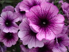 Kwiaty Balkonowe Pelargonia Surfinia i inne Przemysl - 5