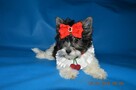 Biewer Yorkshire Terrier, piękne rasowe, rodowodowe maluszki. - 4