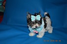 Biewer Yorkshire Terrier, piękne rasowe, rodowodowe maluszki. - 5