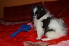 Pomeranian/ szpic miniaturowy . sliczne szczenieta. Gdansk - 3