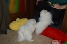 Pomeranian/ szpic miniaturowy . sliczne szczenieta. Gdansk - 5