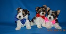Biewer Yorkshire Terrier, piękne rasowe, rodowodowe maluszki. - 3
