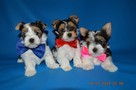 Biewer Yorkshire Terrier, piękne rasowe, rodowodowe maluszki. - 2
