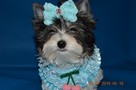 Biewer Yorkshire Terrier, piękne rasowe, rodowodowe maluszki. - 6