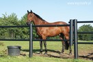 Equisafe - ogrodzenia elektryczne dla koni, hdpe, pastuch - 6