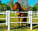 Equisafe - ogrodzenia elektryczne dla koni, hdpe, pastuch - 2