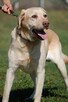 Ma na imię Dżeki... - labrador do adopcji - 3