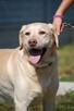 Ma na imię Dżeki... - labrador do adopcji - 2
