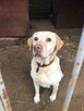 Ma na imię Dżeki... - labrador do adopcji - 4