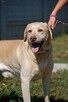 Ma na imię Dżeki... - labrador do adopcji - 1