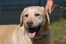 Ma na imię Dżeki... - labrador do adopcji - 5