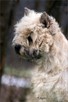 Cairn Terrier - rodowodowe (ZKwP/FCI) szczenięta. - 2