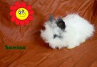 Króliczek Karzełek Teddy Miniaturka Zarejestrowana Hodowla - 5