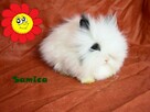 Króliczek Karzełek Teddy Miniaturka Zarejestrowana Hodowla - 3