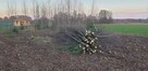 Oddam za darmo drzewo brzoza - 2