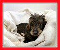 Jamnik szorstkowłosy, przyjazny, kochany KĘDZIOREK do adopcji - 4
