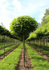 SURMIA BIGNONIOWANANA CATALPA SZCZEPIONA 160-240CM.TARNÓW. - 2