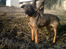 Duża, łagodna suka, MIKA, do adopcji. - 1