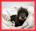 Jamnik szorstkowłosy, przyjazny, kochany KĘDZIOREK do adopcji - 1