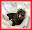 Jamnik szorstkowłosy, przyjazny, kochany KĘDZIOREK do adopcji - 3