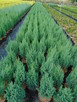 Jałowiec chiński Stricta 60 - 80cm. sadzenie - 3