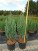 Jałowiec chiński Stricta 60 - 80cm. sadzenie - 2