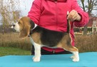 BEAGLE szczenieta z hodowli SIMPATICA PS FCI - 4