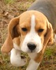 BEAGLE szczenieta z hodowli SIMPATICA PS FCI - 5