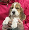 BEAGLE szczenieta z hodowli SIMPATICA PS FCI - 2