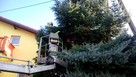 Usuwanie / frezowanie pni / usługi rębakiem / Przycinanie Dr - 4