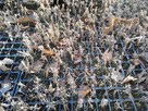 M LAWENDA WĄSKOLISTNA LAVANDULA MUNSTED - 2