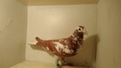 Gołębie pocztowe mulemansy - 1