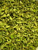 Oregano – liść suszony z domowego ogródka, świeże + sadzonki - 2