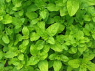 Oregano – liść suszony z domowego ogródka, świeże + sadzonki - 3