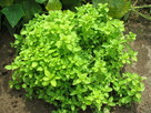 Oregano – liść suszony z domowego ogródka, świeże + sadzonki - 4