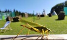 Animacje, Urodziny, Wioska Indiańska, Archery Tag, Pikniki - 10